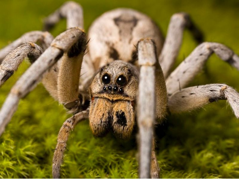 Giấc mơ gặp con nhện là lành hay dữ?
