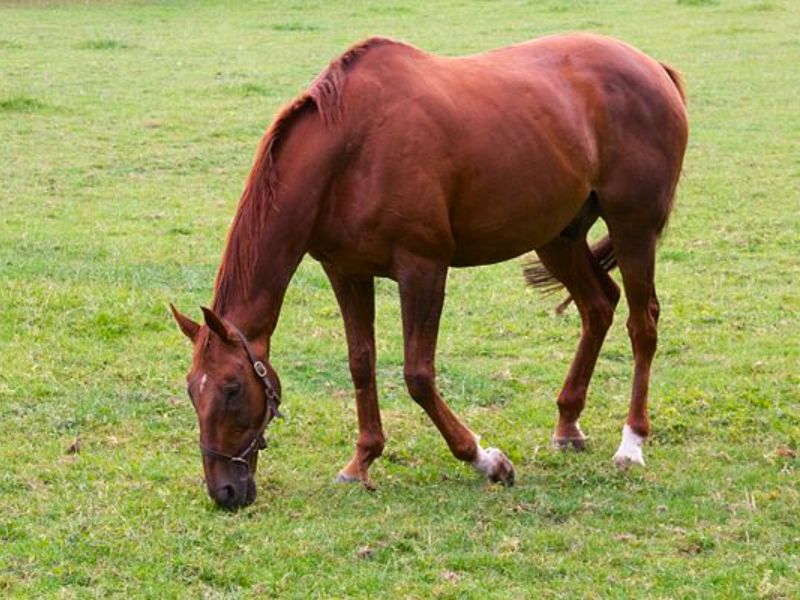 Hình ảnh ngựa ăn cỏ tượng trưng cho ước mơ của bạn